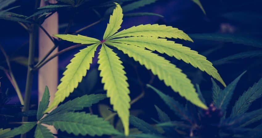 TDAH predispone genéticamente al consumo de cannabis